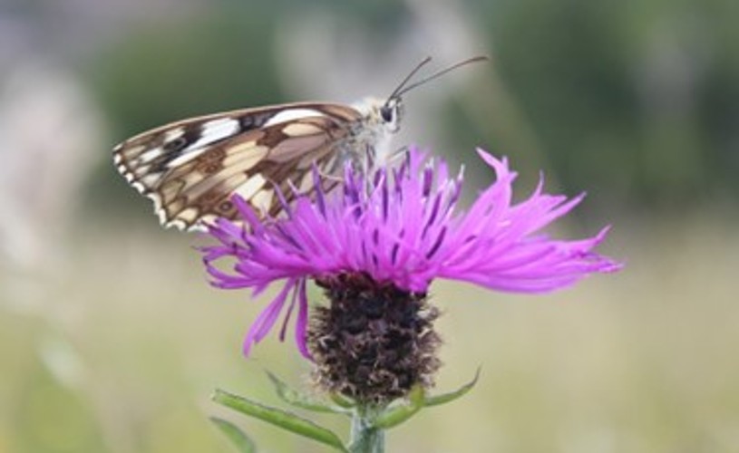 Image – Marbled White Butterfly on a thistle flower 